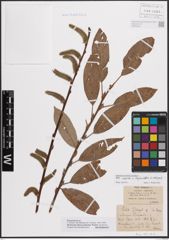 Foto von Salix caprea L. x Salix daphnoides Vill.